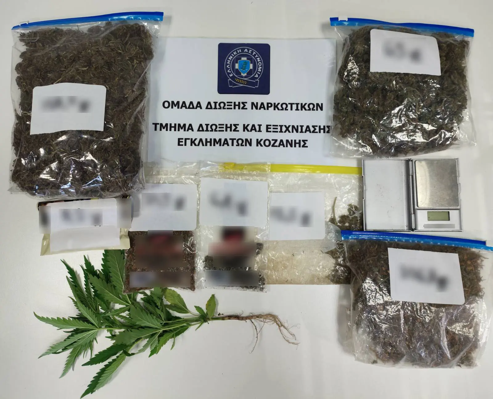 51χρονος σε περιοχή της Κοζάνης καλλιεργούσε δενδρύλλιο κάνναβης και διακινούσε ναρκωτικά