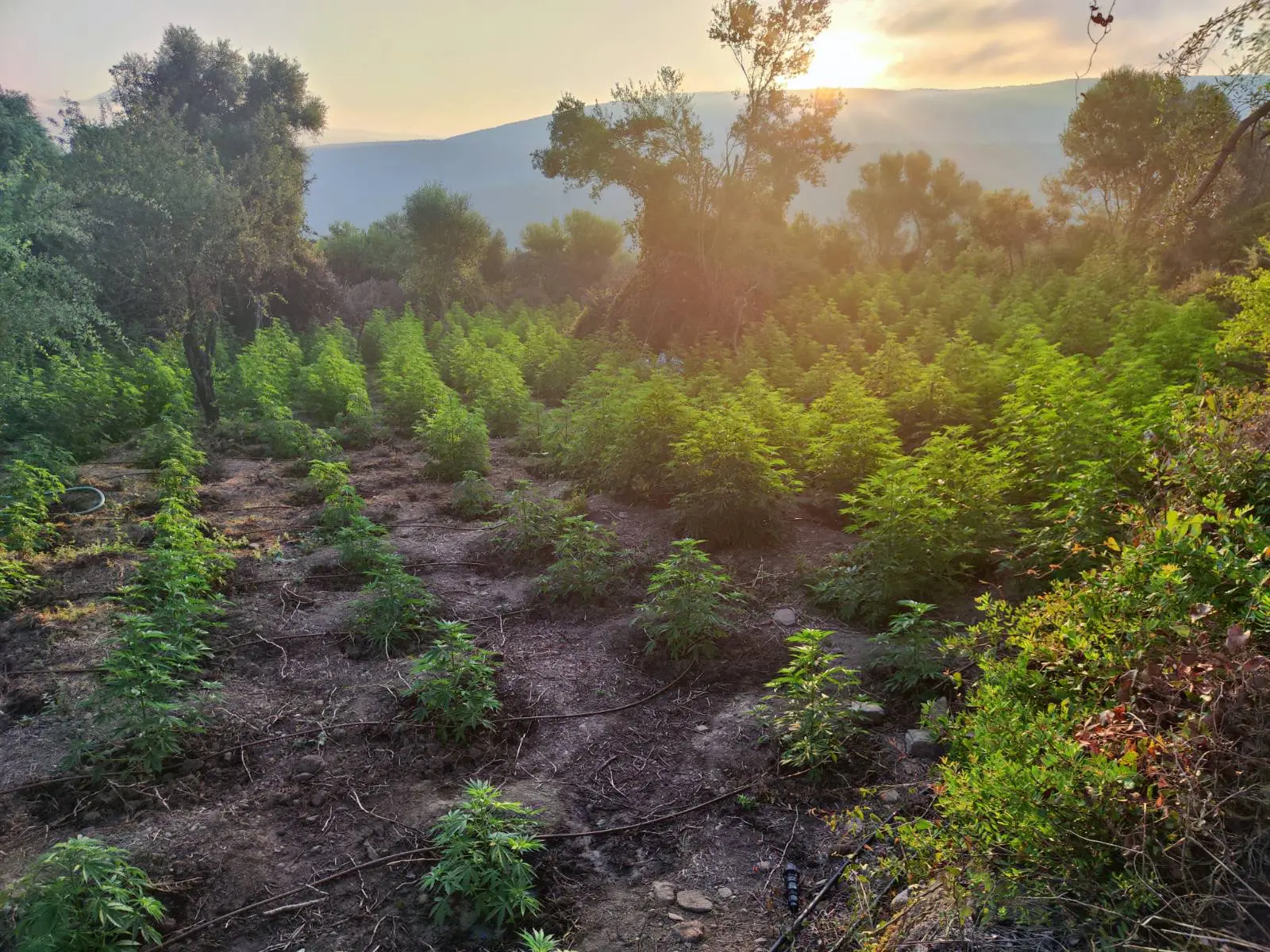 Μεσσηνία: Φυτεία-«μαμούθ» 1.500 δενδρυλλίων σε 7 επίπεδα – Κέρδη έως 2,3 εκατ. ευρώ για το κύκλωμα