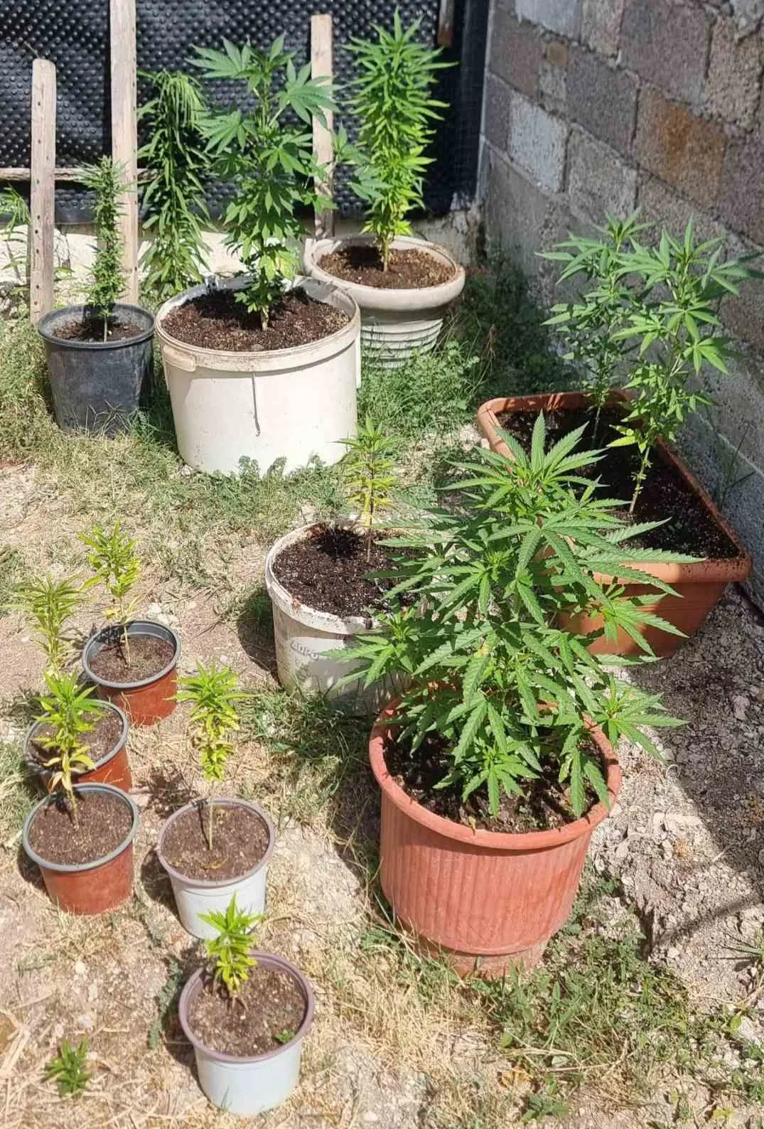 Κέρκυρα: Χειροπέδες σε 58χρονο για χασισοφυτεία στην αυλή του και κατοχή ναρκωτικών