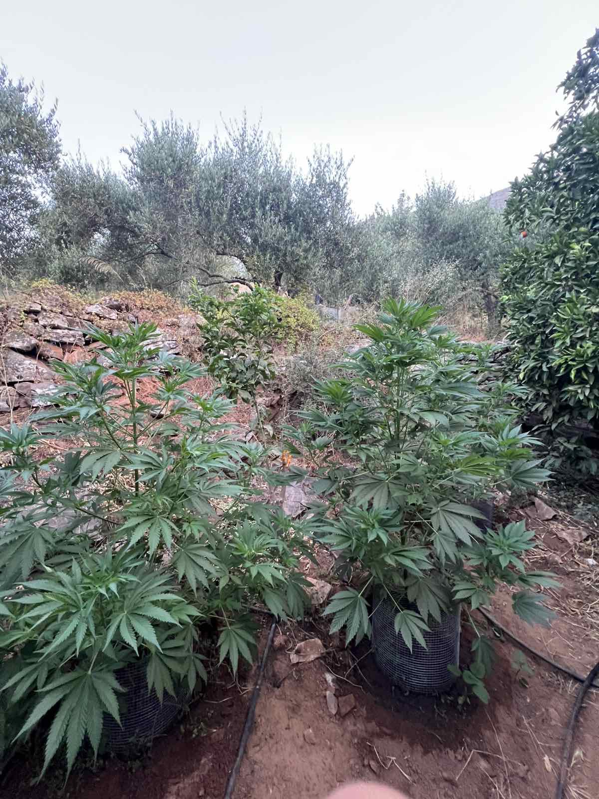Χειροπέδες σε 64χρονο στον Μυλοπόταμο: Είχε στήσει τέσσερις χασισοφυτείες και έκρυβε οπλισμό στο σπίτι του