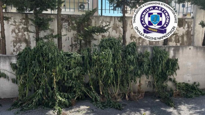 Καλλιεργούσε δενδρύλλια κάνναβης σε δωμάτιο σπιτιού και σε εγκαταλελειμμένο ποιμνιοστάσιο