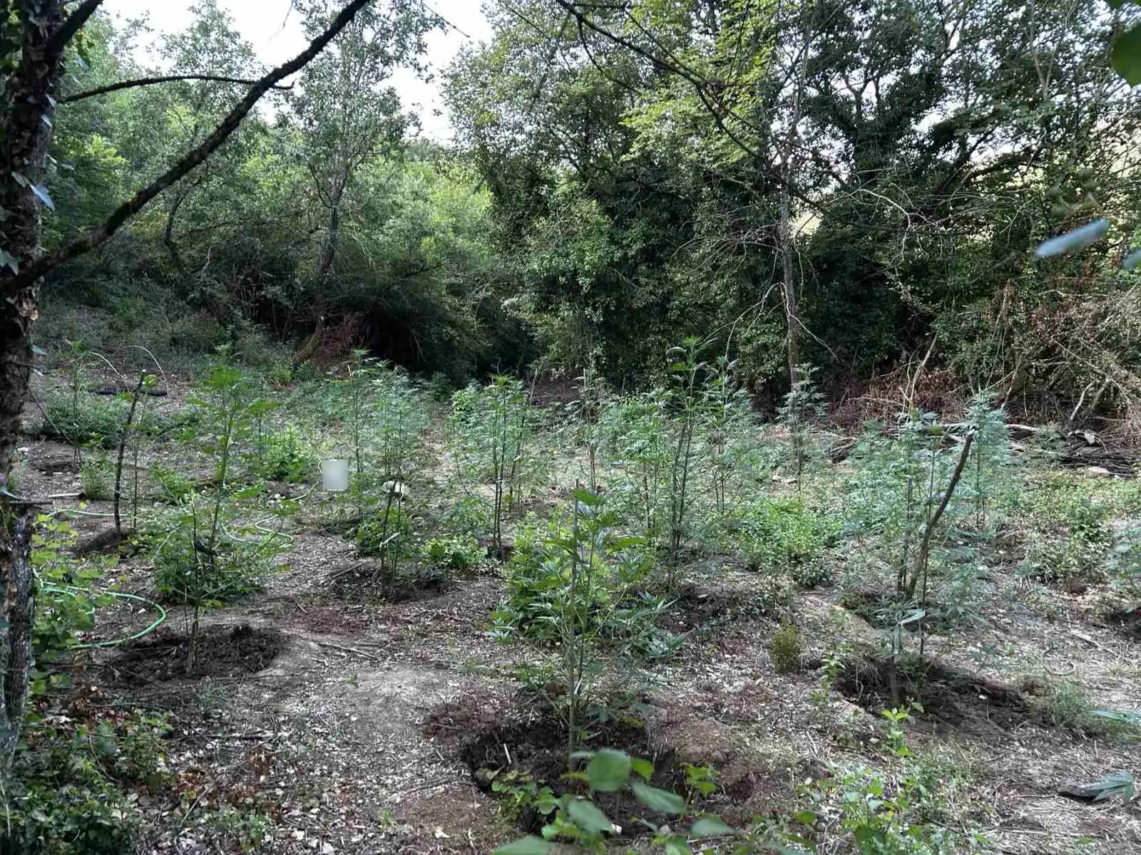 Φθιώτιδα: «Μπλόκο» της ΕΛ.ΑΣ. σε τεράστια φυτεία κάνναβης 2.000 δέντρων – Κέρδη πάνω από 2 εκατ. ευρώ