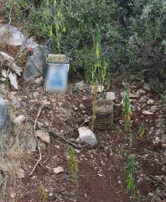 Μεσσηνία: Χειροπέδες σε 21χρονο για χασισοφυτεία – 32 δενδρύλλια και εξοπλισμός στα χέρια της ΕΛ.ΑΣ.