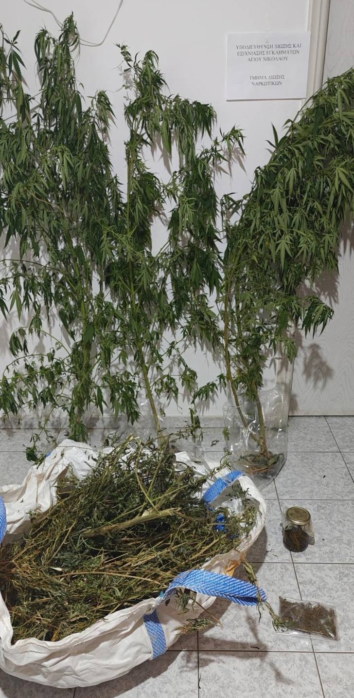 Κρήτη: Δενδρύλλια κάνναβης, κάνναβη σε ελαιόλαδο και παράνομα όπλα σε δύο ξεχωριστές επιχειρήσεις της ΕΛΑΣ