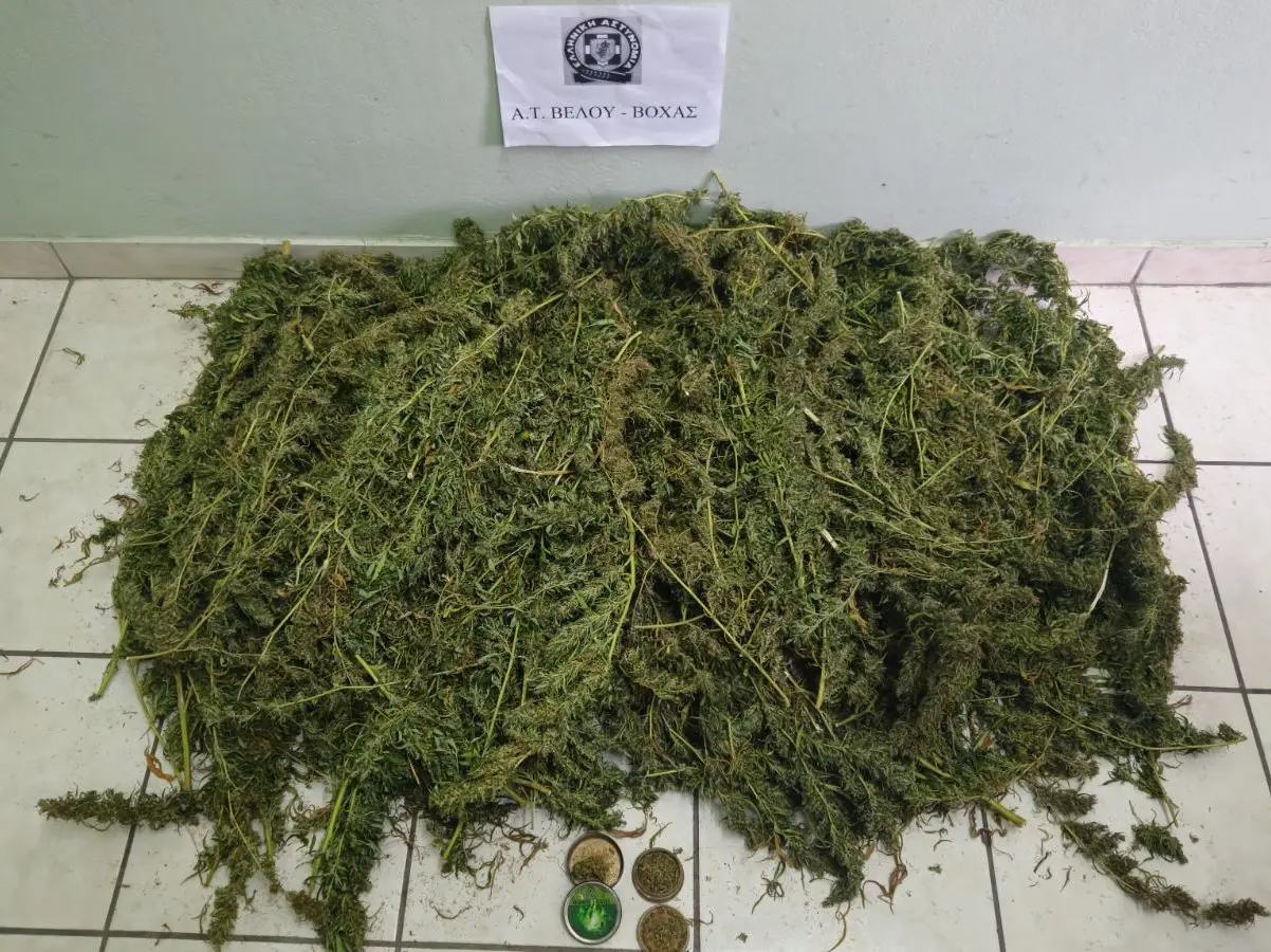 Σύλληψη 52χρονου για κατοχή και διακίνηση άνω των 7 κιλών κάνναβης σε αγροτεμάχιο