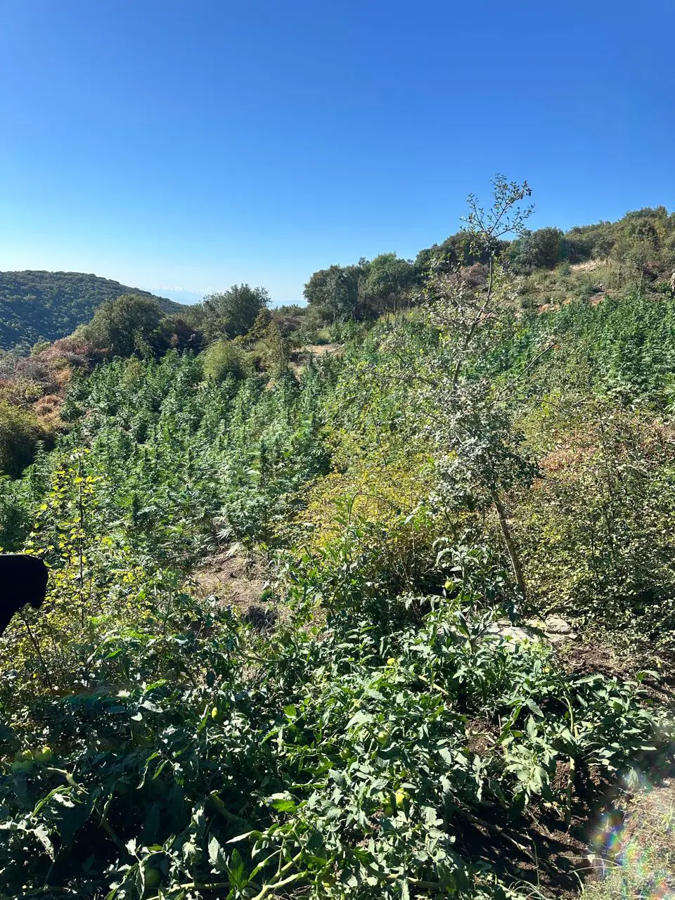 Λάρισα: Εντοπισμός φυτείας με 812 δενδρύλλια κάνναβης – Σύλληψη 34χρονου και προσδοκώμενο όφελος άνω των 800.000 ευρώ (βίντεο)