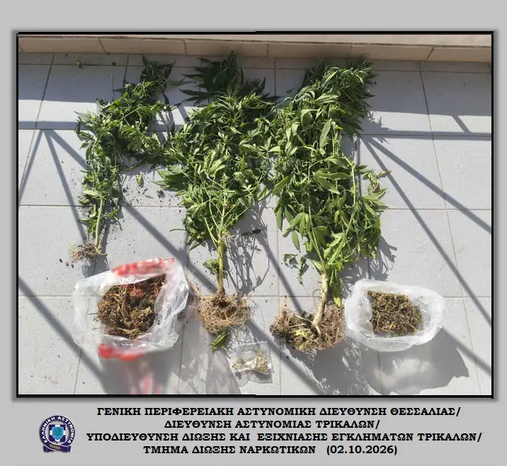 Εντοπισμός φυτείας και ποσοτήτων κάνναβης σε κατοικία στα Τρίκαλα με έναν 49χρονο συλληφθέντα