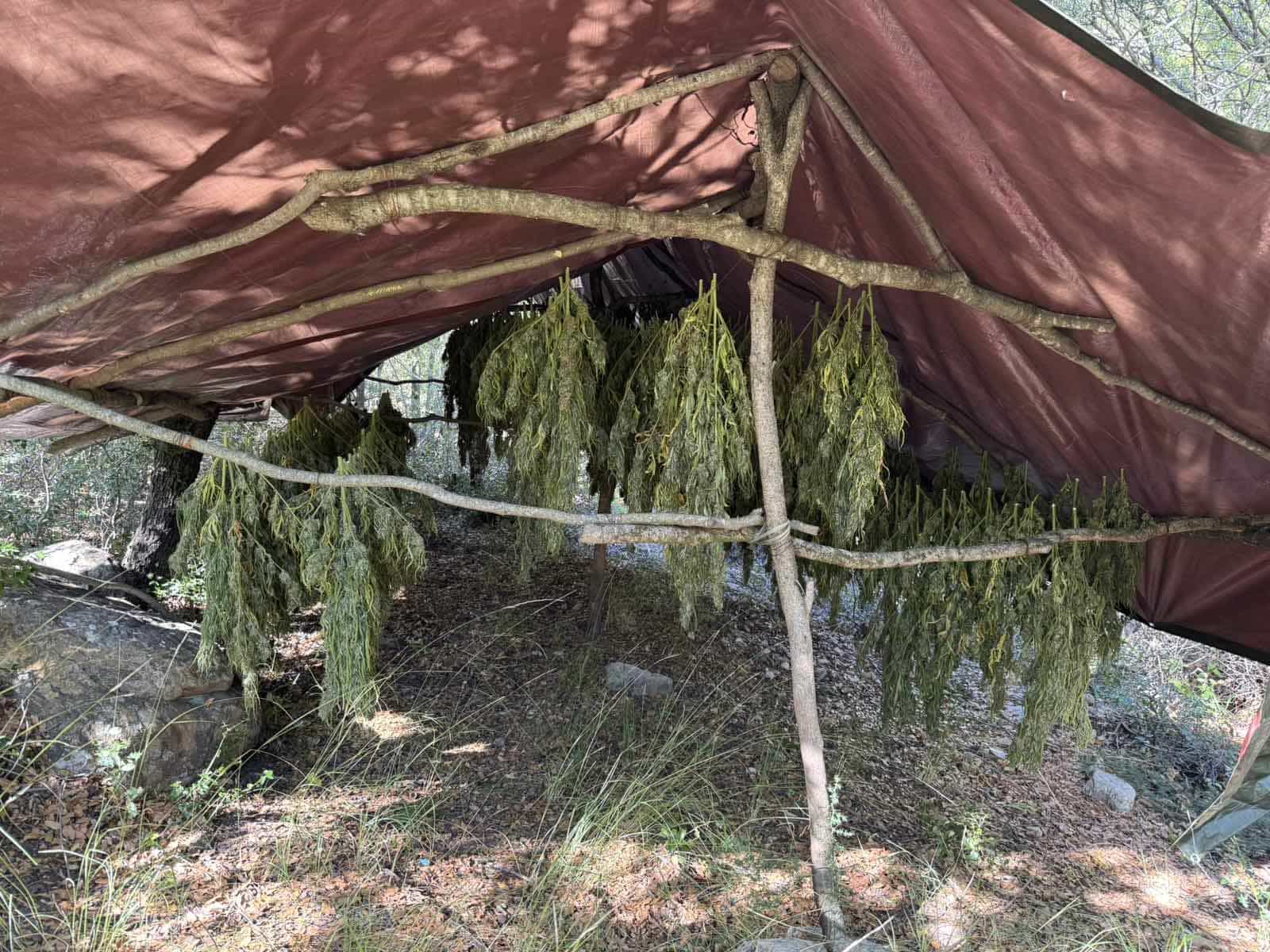 Μεγάλη αστυνομική επιχείρηση στην Αχαΐα: Εντοπίστηκαν φυτεία 330 δενδρυλλίων κάνναβης και 50 κιλά ναρκωτικών