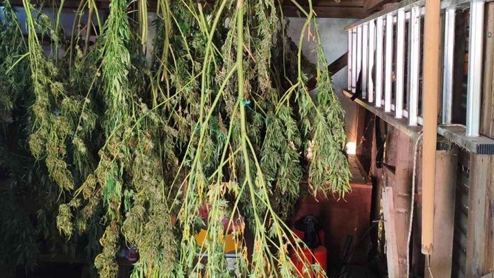 Θεσσαλονίκη: Συνελήφθη 63χρονος για κατοχή κάνναβης βάρους άνω των 12 κιλών
