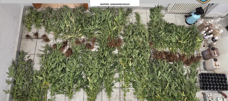 Εντοπισμός και κατάσχεση φυτείας δενδρυλλίων κάνναβης στην ορεινή περιοχή Μακρινίτσας Πηλίου